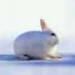 un lapin