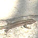 un lézard
