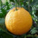 une orange